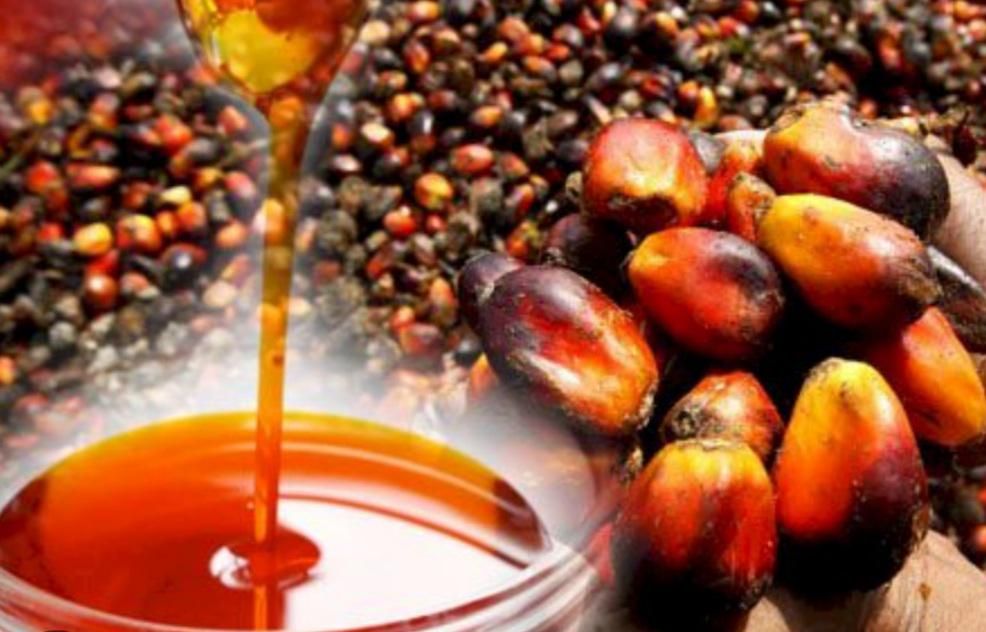 Palm Oil Export