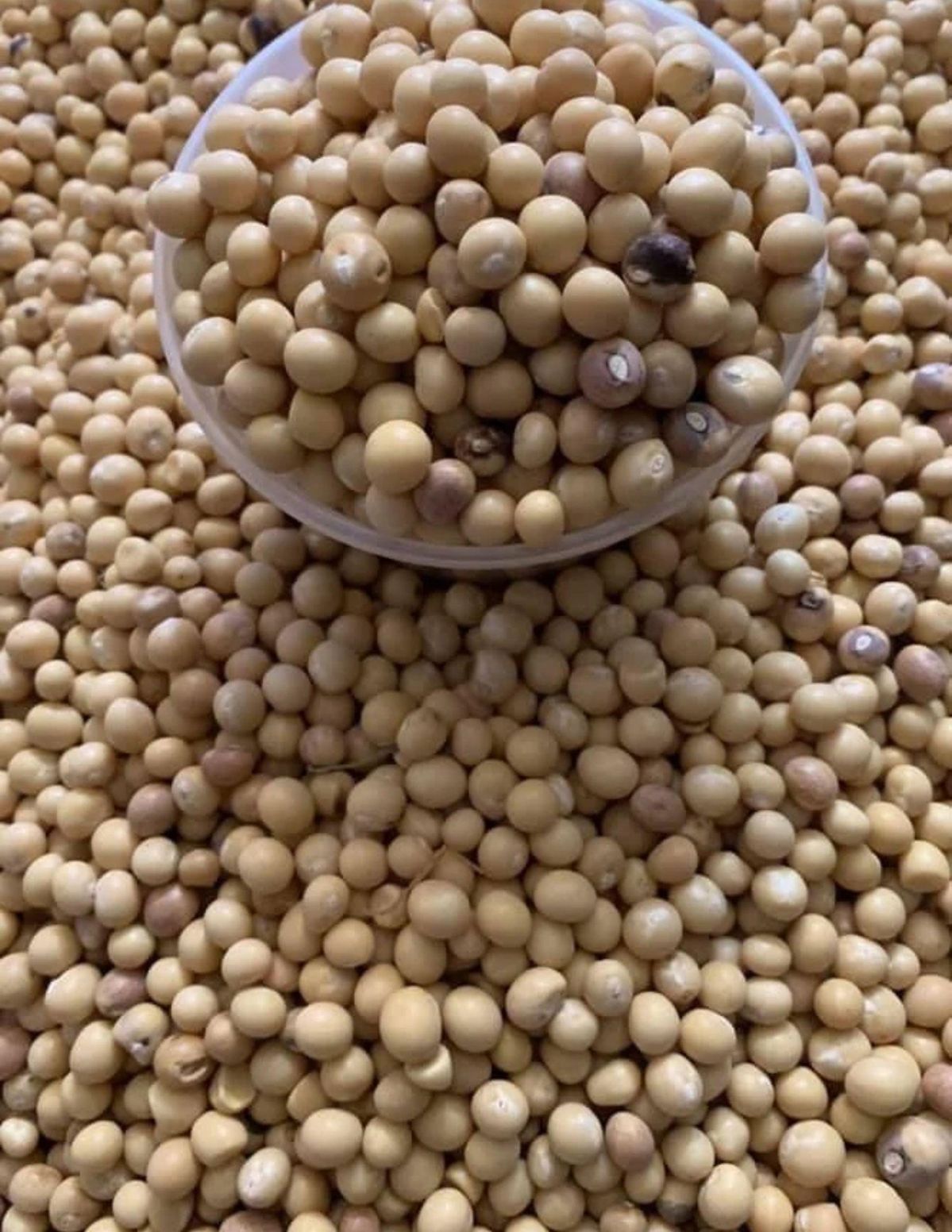 Soya Beans Export